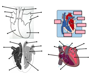 Heart and circulatory system teaching resources - the ...