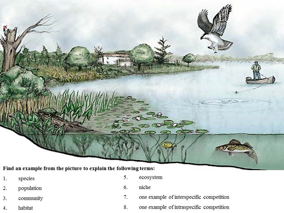 Ecological terms teaching resources – the science teacher