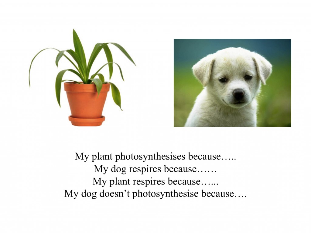 Respiration and photosynthesis: what's the difference?