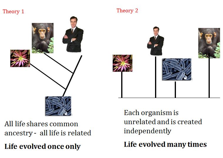 Evidence for evolution through argumentation 