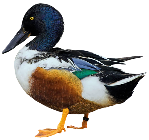 Knowledge versus understanding: where does a duck fit in your schemata? 