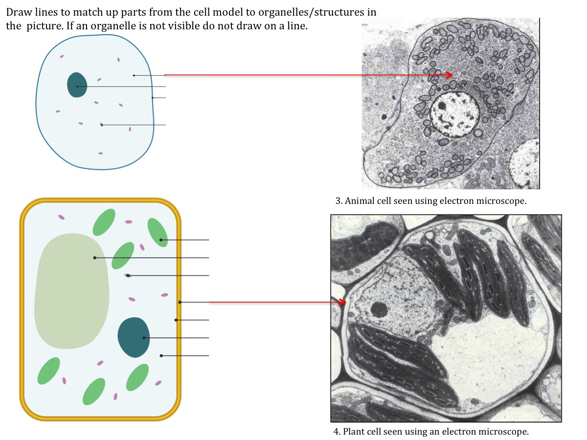 Plant Cell Diagram Under Light Microscope Structure Cell Diagram Plant Cell Diagram Under Light Microscope Structure Cell Diagram